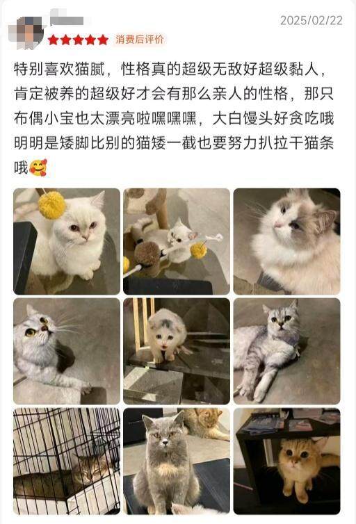 广东一咖啡店“迎宾猫”火了pg电子试玩会按铃招揽顾客(图2)
